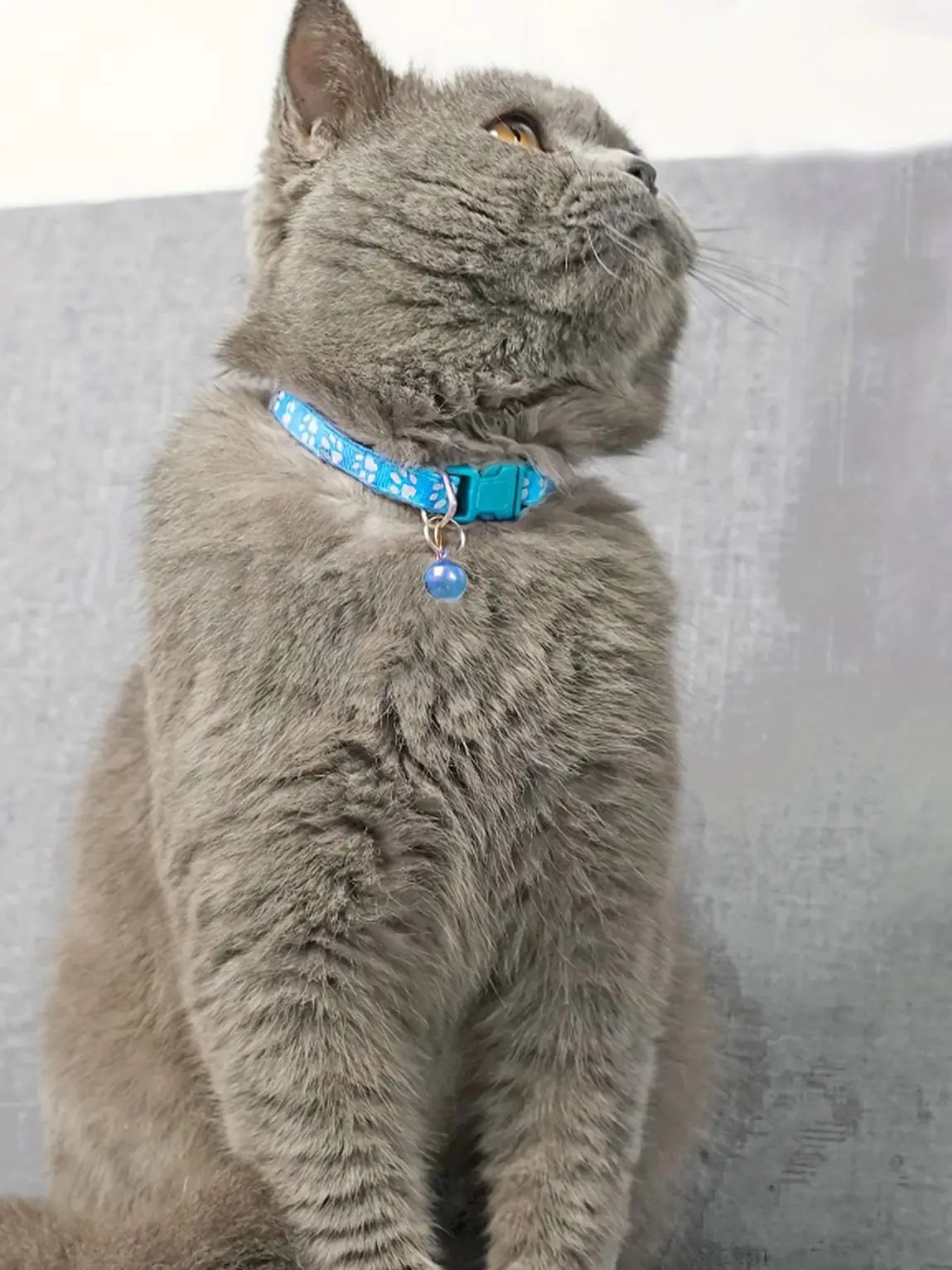 Collars & Safety Accessories