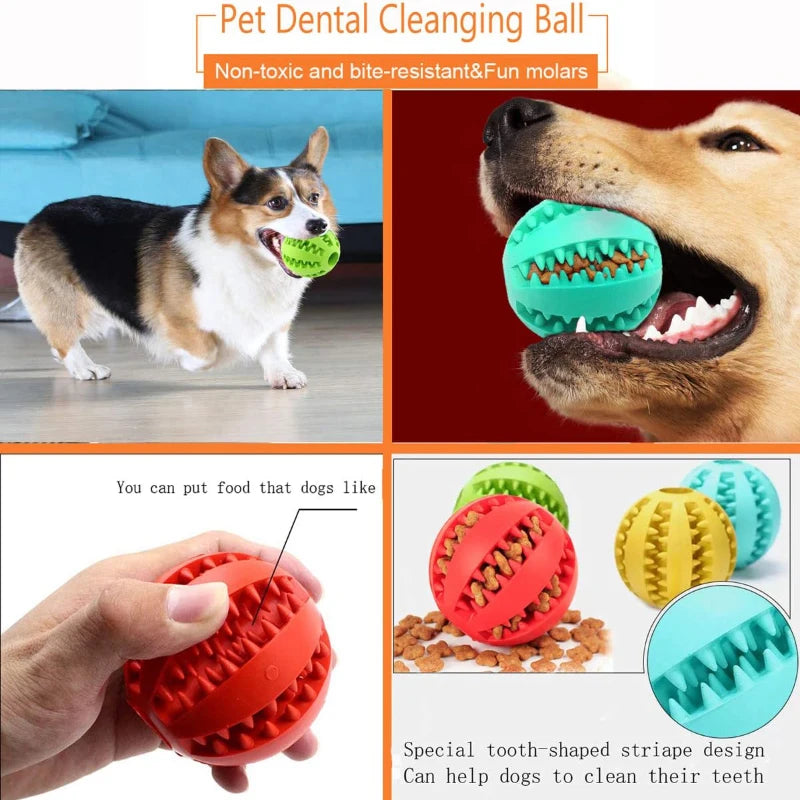 Interactive Toys & Dental Chew