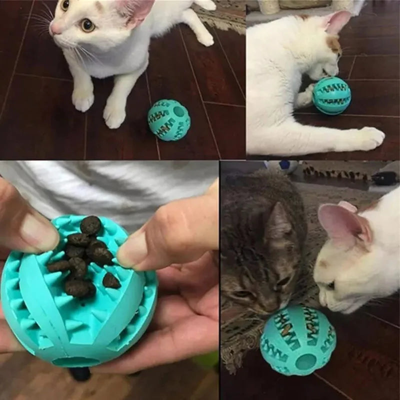Interactive Toys & Dental Chew