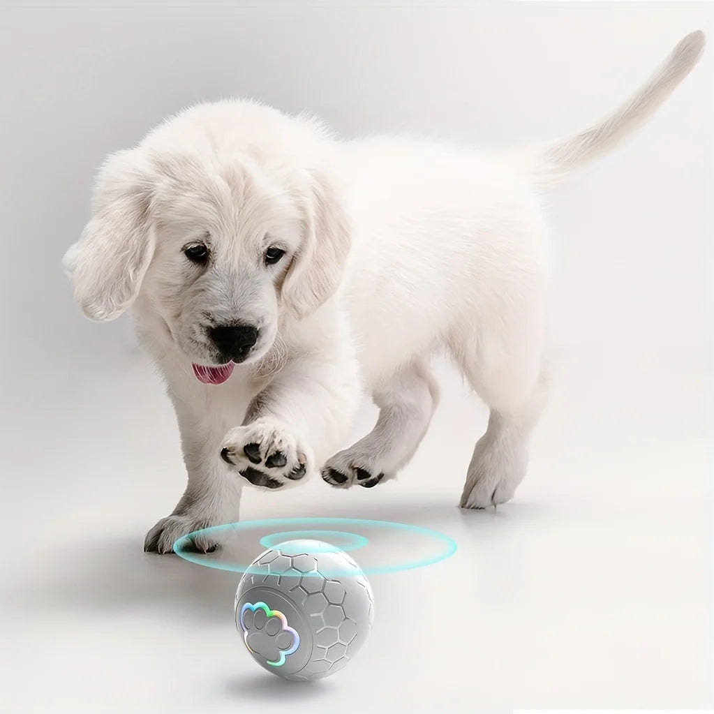 Interactive Toys & Indoor Action