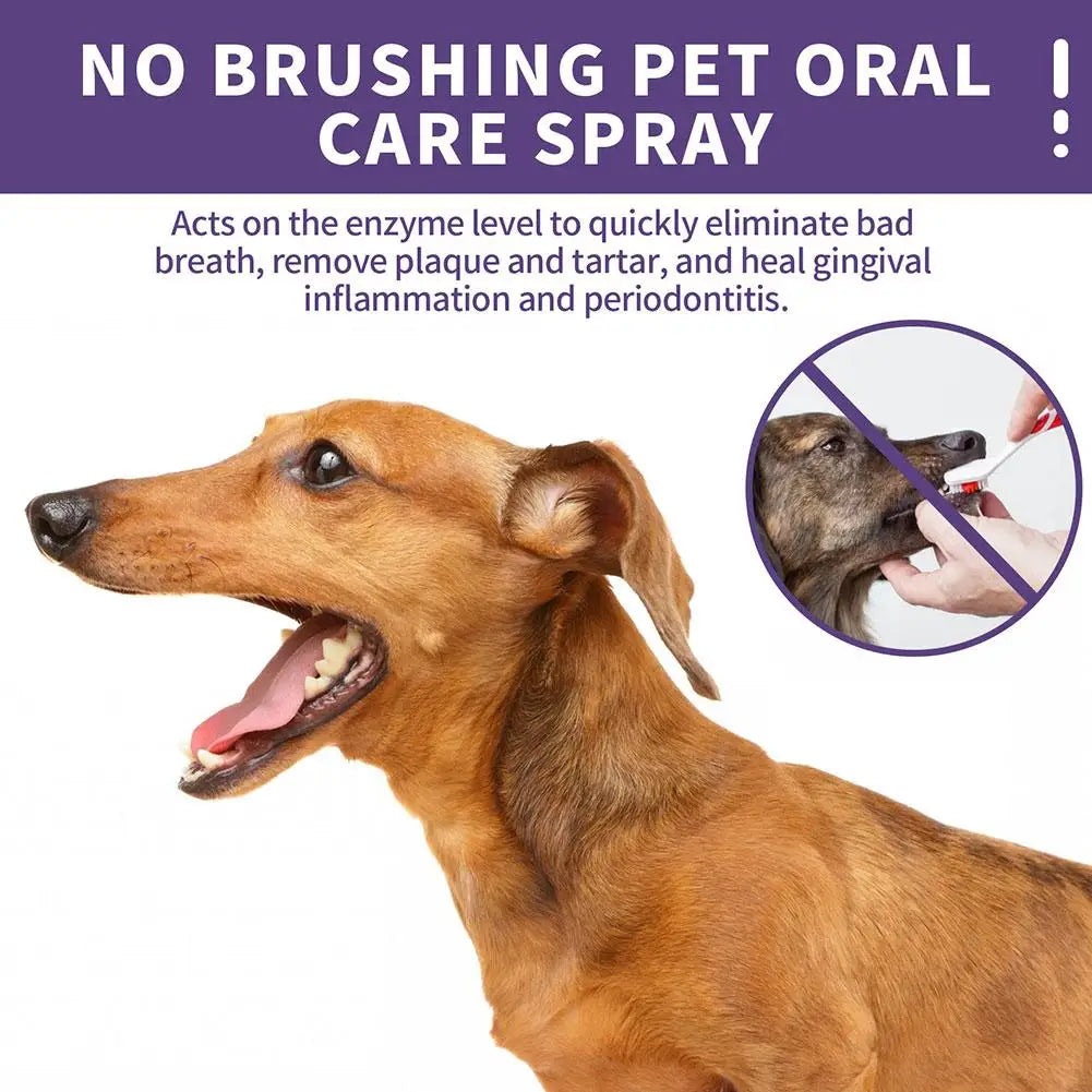 Oral Hygiene & Wellbeing