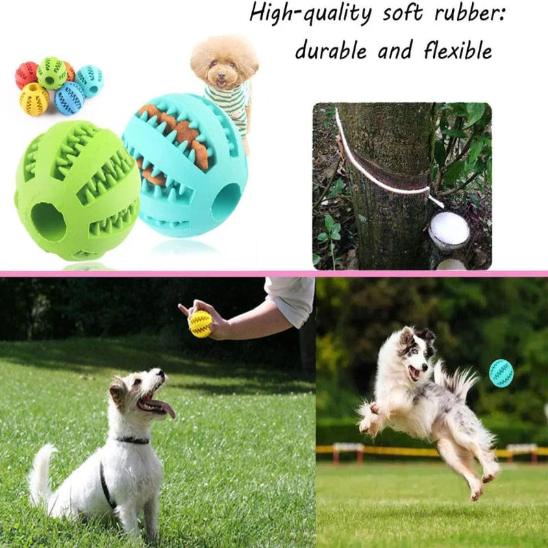 Interactive Toys & Dental Chew