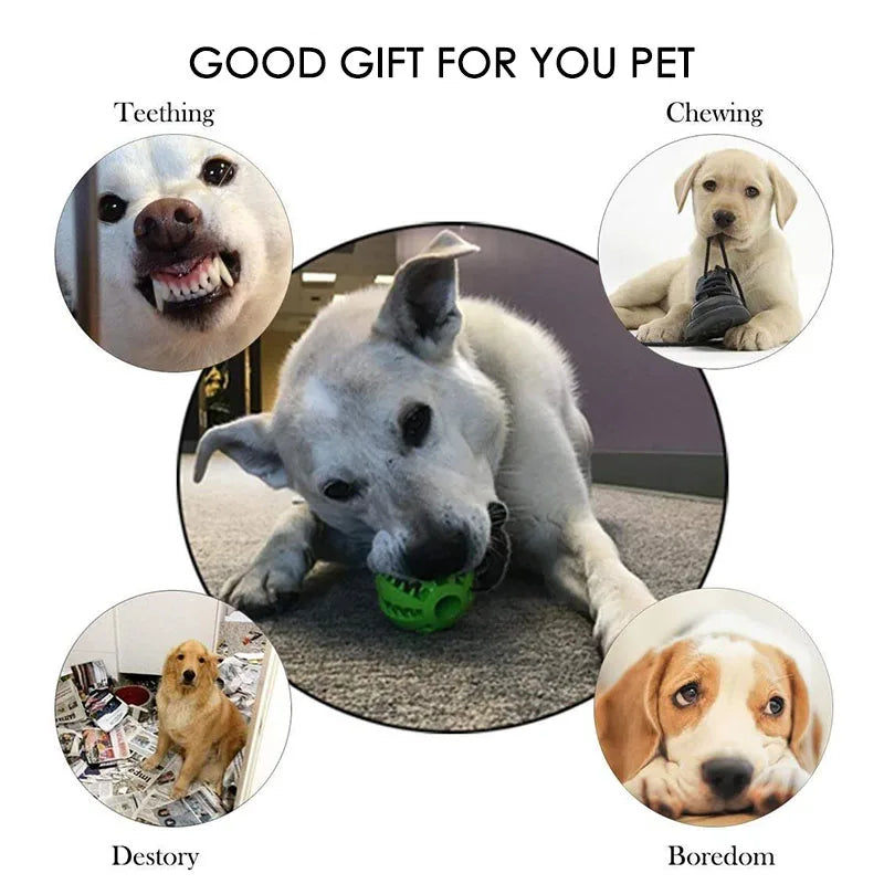 Interactive Toys & Dental Chew