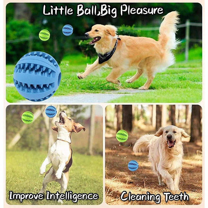 Interactive Toys & Dental Chew