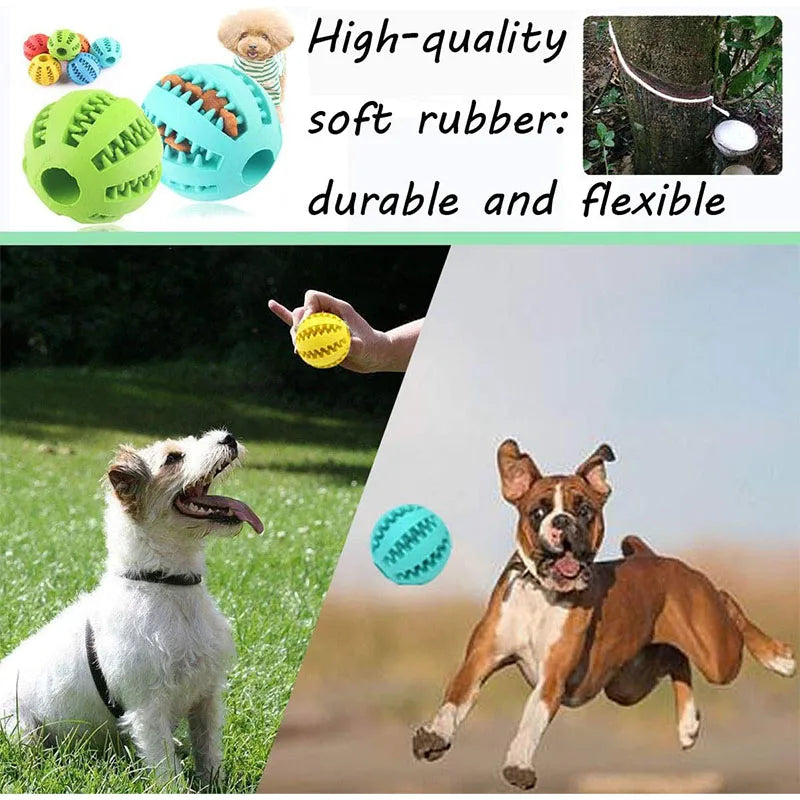 Interactive Toys & Dental Chew