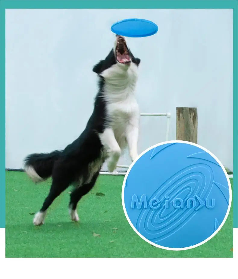 Interactive Toys & Outdoor Fun
