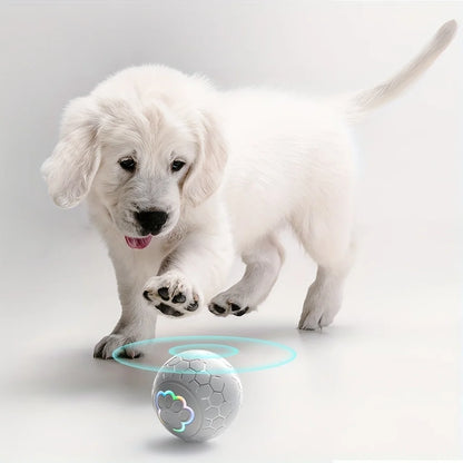 Interactive Toys & Indoor Action