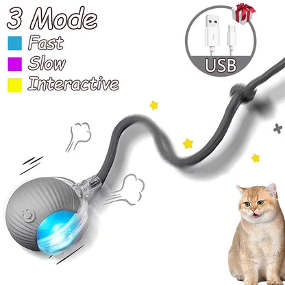 Interactive Toys & Playtime Enrichment