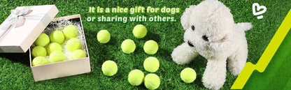 Interactive Toys & Outdoor Fun